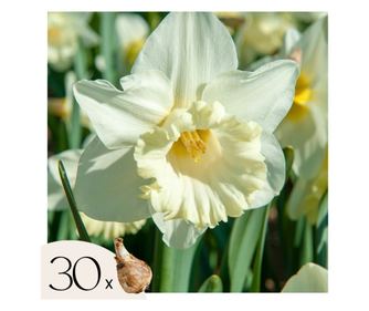 Νάρκισσοι - 30 τμχ - Narcissus 'Mount Hood' - Ανθόβολβοι - Λευκό