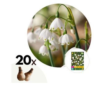 Θυμωνιά – 20 τμχ – Leucojum aestivum – Ανθόβολβοι – Λευκό