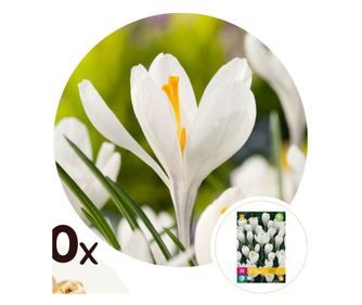 Κρόκοι - 30 τμχ - Crocus 'White' - Ανθόβολβοι - Λευκό