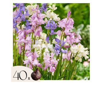Υάκινθος της Ισπανίας – 40 τμχ – Hyacinthoides hispanica – Ανθόβολβοι