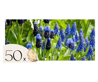 Κρίνους σταφυλιού – 50 τμχ – Muscari 'Magic Mix' – Ανθόβολβοι