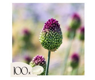 Διακοσμητικό κρεμμύδι – 100 τμχ – Allium 'Sphaerocephalon' – Ανθόβολβοι – Μωβ