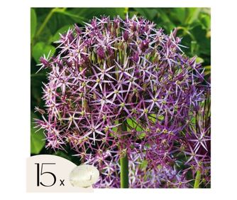 Διακοσμητικό κρεμμύδι – 15 τμχ – Allium 'Christophii' – Ανθόβολβοι – Μωβ