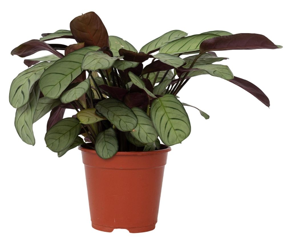 Lándzsadísz - Ctenanthe burle-marxii 'Amagris' - 25-35cm magas - ⌀14cm