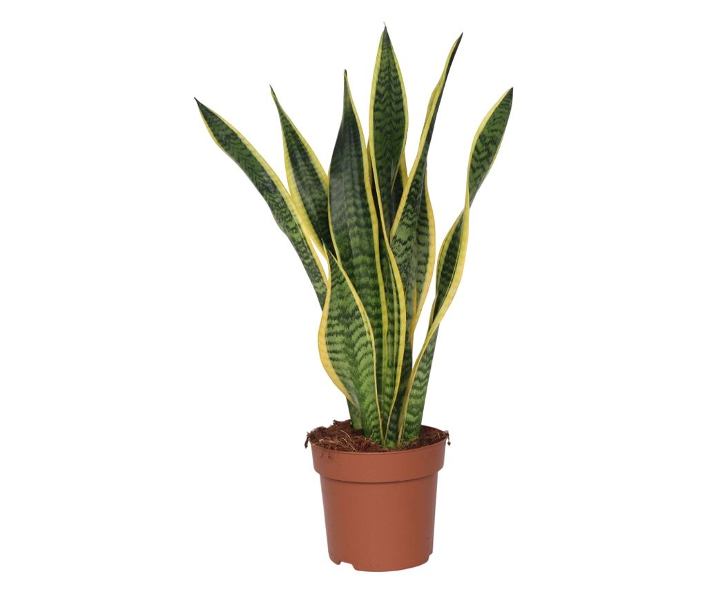 Svekrvin jezik - Sansevieria trifasciata Laurentii - Visina 60-70cm - ⌀17cm