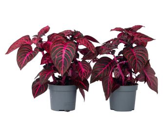 Iresine - 2 buc - Iresine herbstii - Înălţime 20-30cm - ⌀13cm