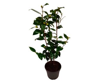 Camelie japoneză - Camellia japonica 'Brush Field' - Înălţime 50-60cm - ⌀15cm