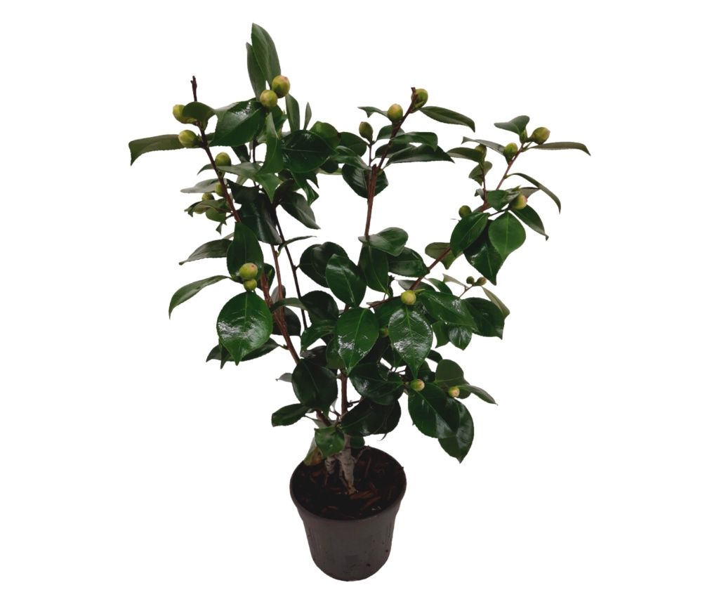 Japán kamélia - Camellia japonica 'Bonomiana' - 50-60cm magas - ⌀15cm