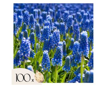 Κρίνους σταφυλιού – 100 τμχ – Muscari armeniacum – Ανθόβολβοι – Μπλε