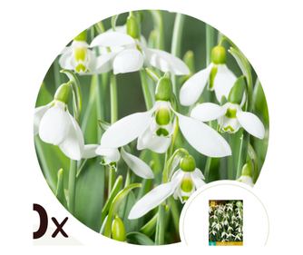 Μεγάλος χιονόσπαρος – 50 τμχ – Galanthus elwesii – Ανθόβολβοι – Λευκό