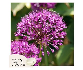 Διακοσμητικό κρεμμύδι – 30 τμχ – Allium 'Purple Sensation' – Ανθόβολβοι – Μωβ
