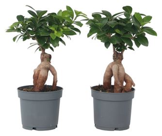 Bonsai - 4 kom. - Ficus microcarpa - Visina 30-40cm - ⌀12cm
