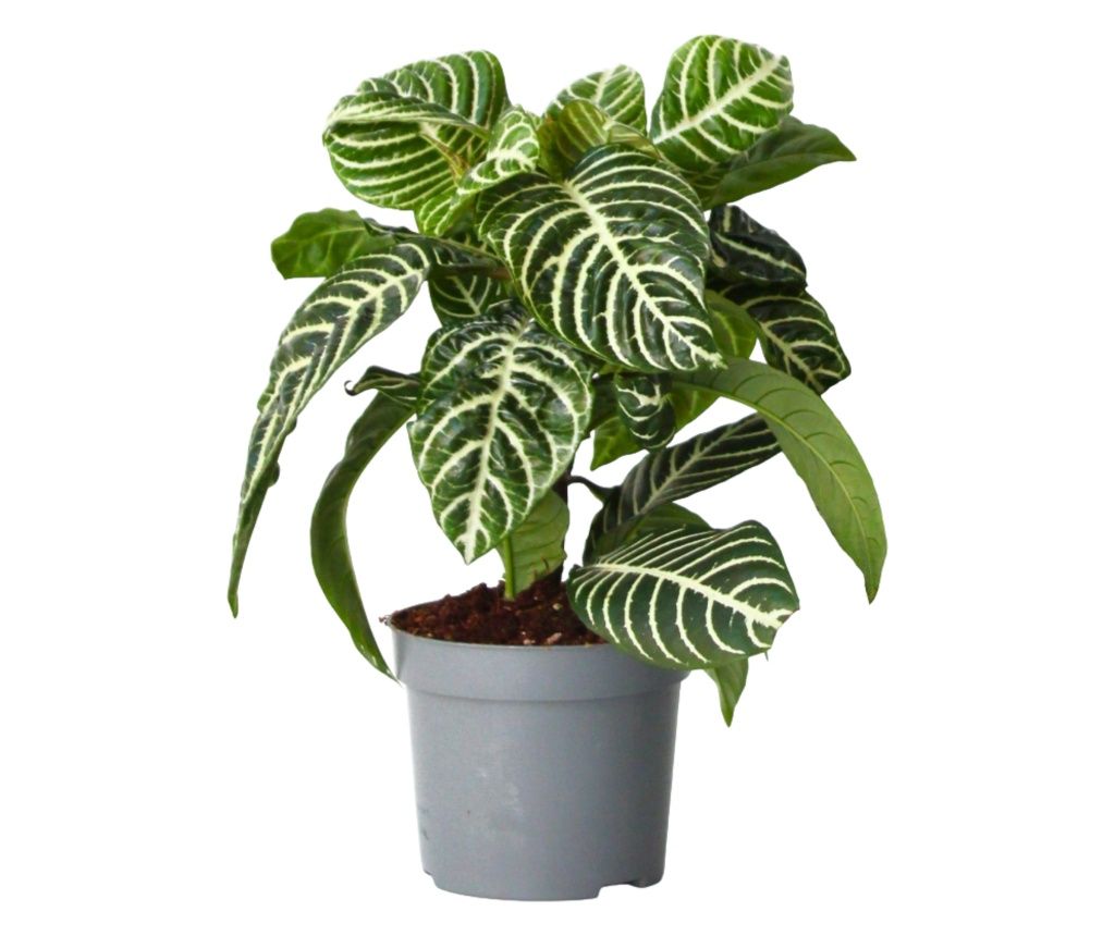 Afelandra - Aphelandra squarrosa 'Botanica' - Visina 25-45cm - ⌀13cm