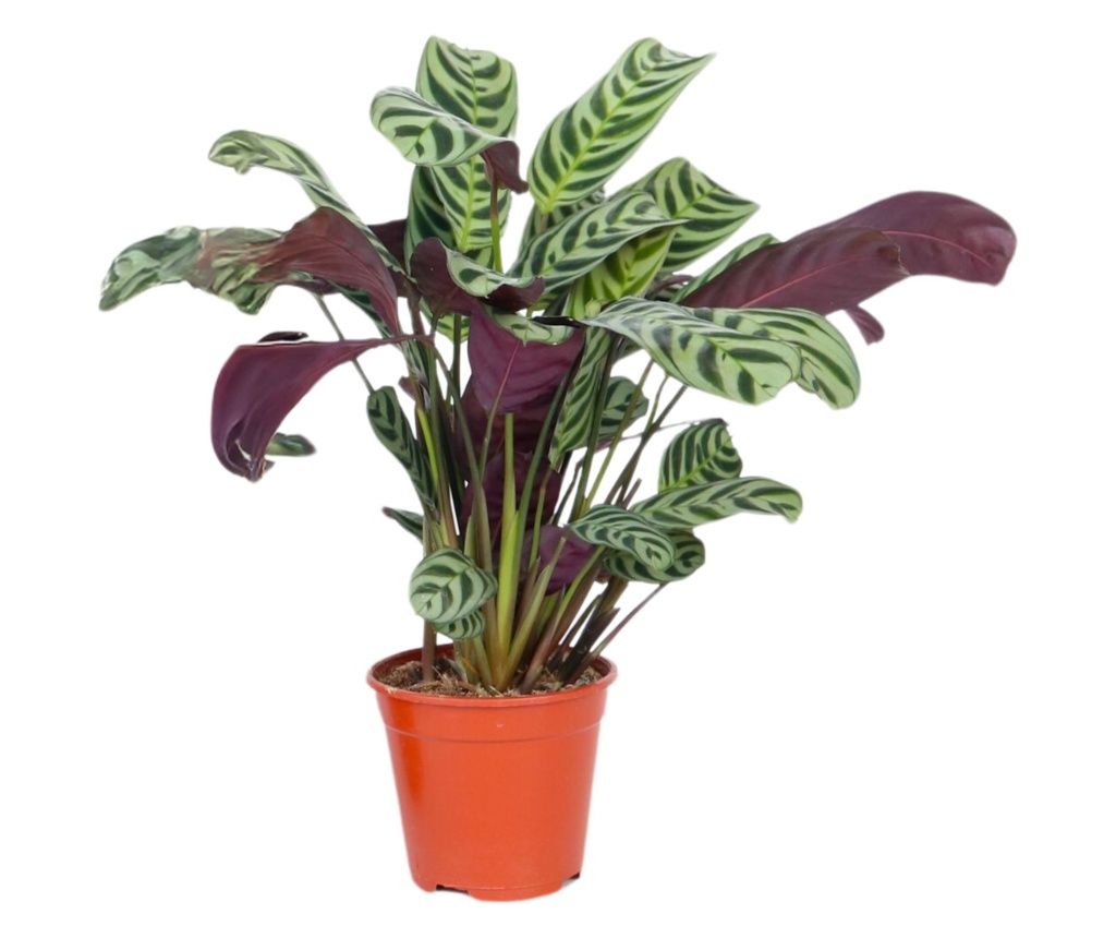 Ktenanta - Ctenanthe 'burle-marxii' - Visina 25-40cm - ⌀12cm