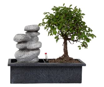 Bonsai Slap Stones - Bonsai - Višina 25-35cm - ⌀29cm