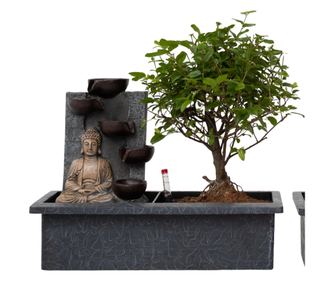 Bonsai Vodopad Buda - 2 kom. - Bonsai - Visina 25-35cm - ⌀29cm