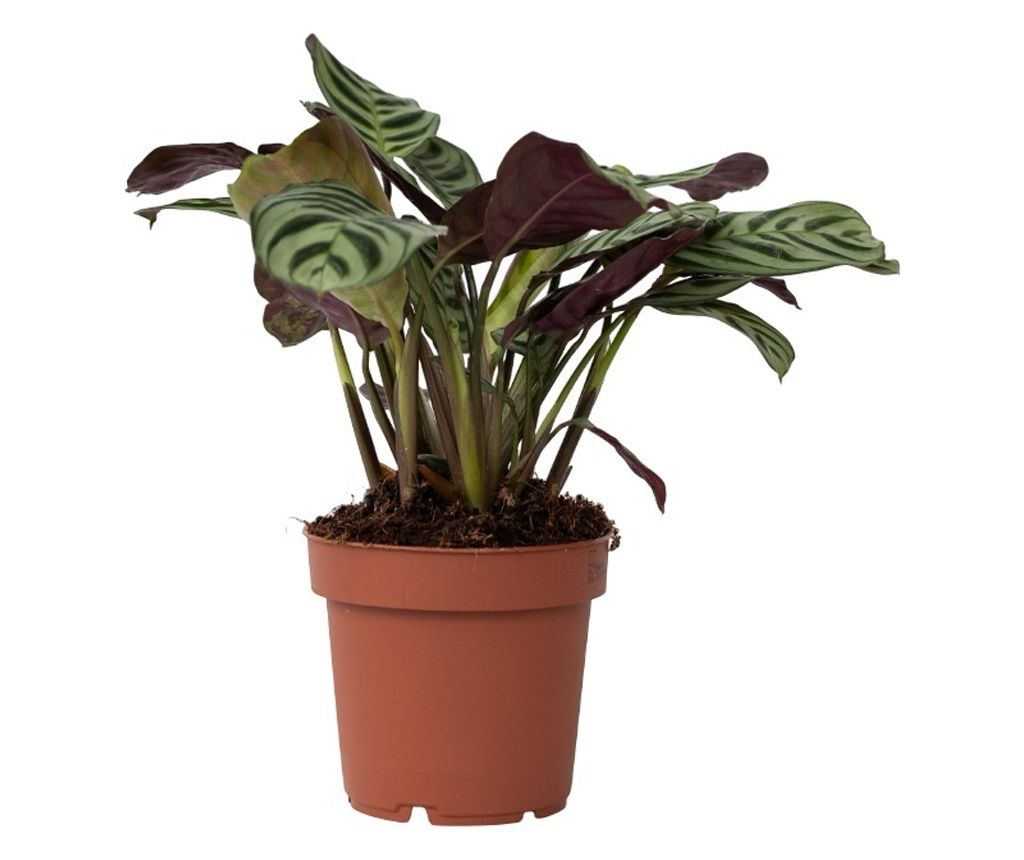 Ktenanta - Ctenanthe 'Amagris' - Visina 20-30cm - ⌀12cm