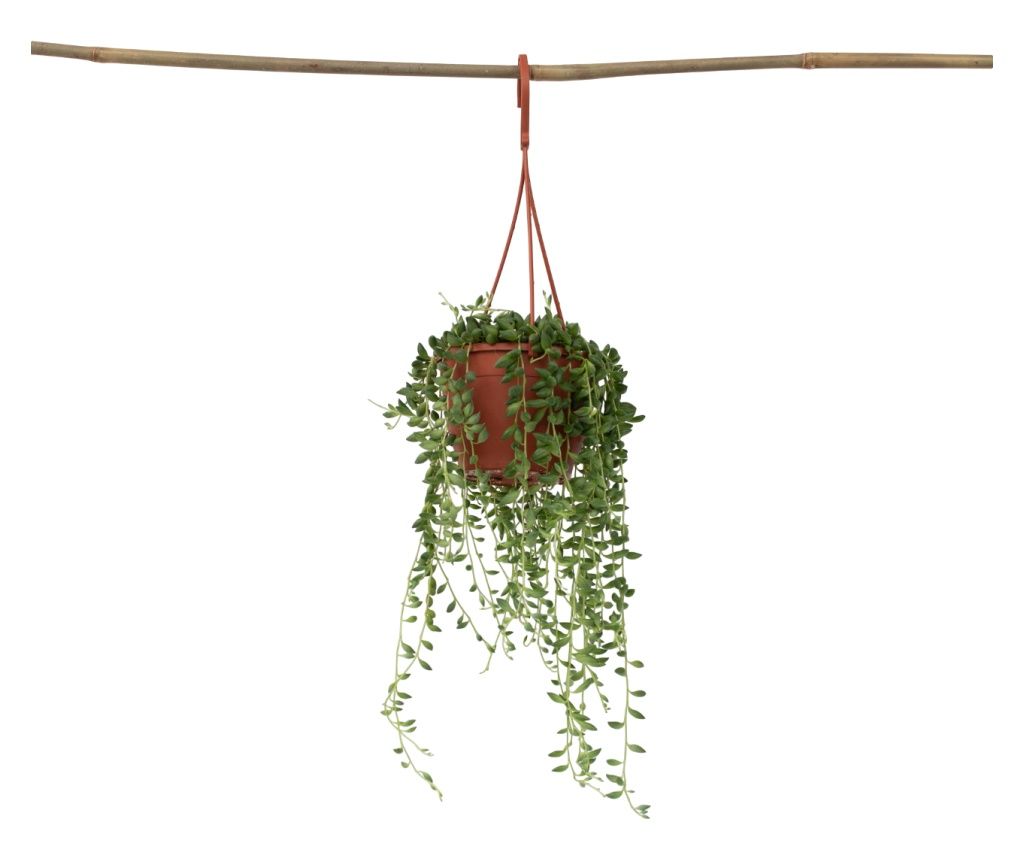 Aggófű - Senecio rowleyanus - 10-20cm magas - ⌀12cm