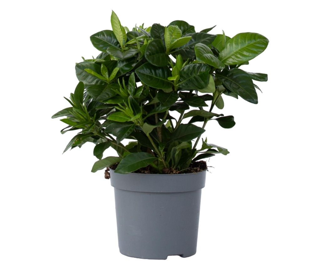 Gardénia - Gardenia jasminoides - 20-30cm magas - ⌀13cm