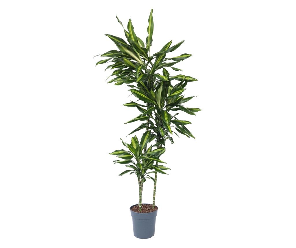 Dracena - Dracaena fragrans 'Cintho' - 140-150cm magas - ⌀24cm