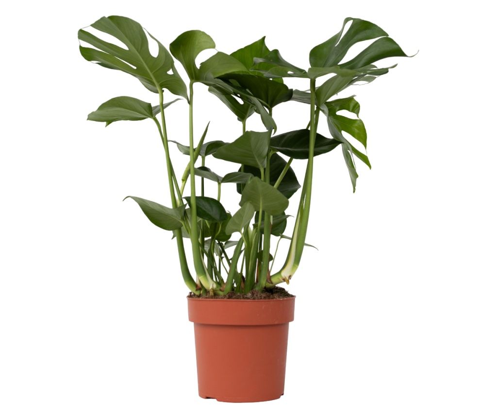 Philodendron cu frunza ruptă - Monstera deliciosa - Înălţime 70-80cm - ⌀21cm