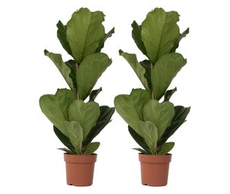 Lirasti fikus - 2 kom. - Ficus Lyrata - Visina 70-90cm - ⌀21cm