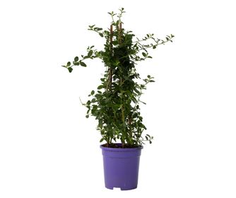 Калифорнийски люляк - Ceanothus thyrsiflorus Repens - Височина 60-70cm - ⌀17cm