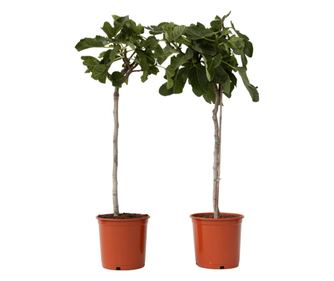 Obična smokva - 2 kom. - Ficus Carica - Visina 70-90cm - ⌀21cm