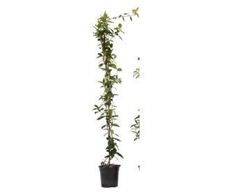 Zvezdasti jasmin - 2 kos - Trachelospermum jasminoides - V110-120cm - ⌀17cm