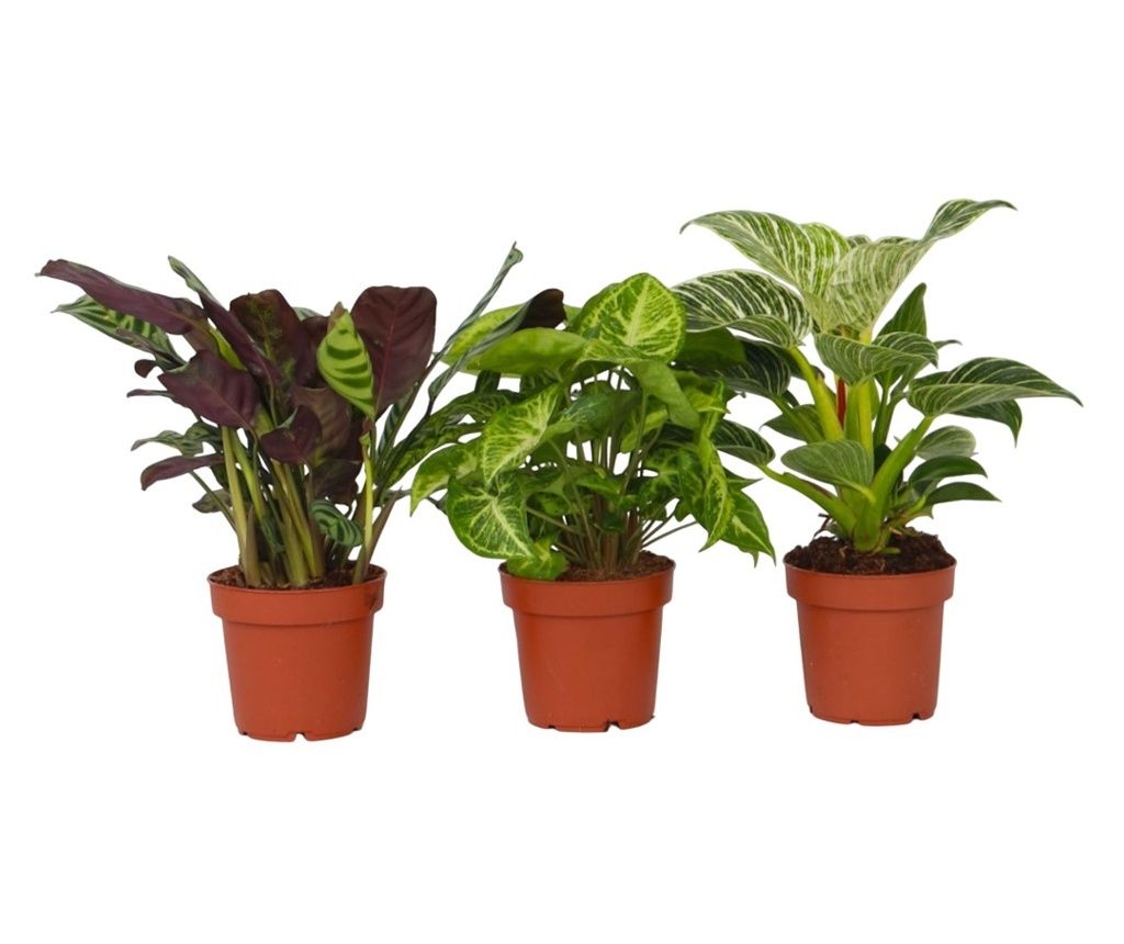 Kućni miks - 3 kom. - Ctenanthe, Philodendron, Syngonium - V25-40cm - ⌀12cm
