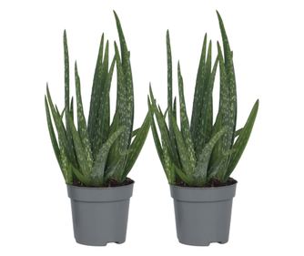 Planta de aloe vera - 2 buc - Aloe barbadensis - Înălţime 25-40cm - ⌀11cm