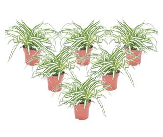 Rastlina pajek - 6 kos - Chlorophytum comosum 'Atlantic' - V25-40cm - ⌀12cm