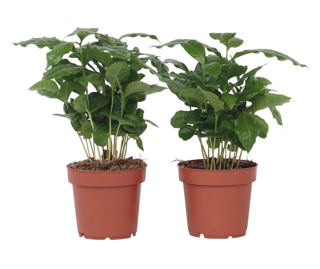 Arab kávé - 2 db - Coffea arabica - 25-40cm magas - ⌀12cm