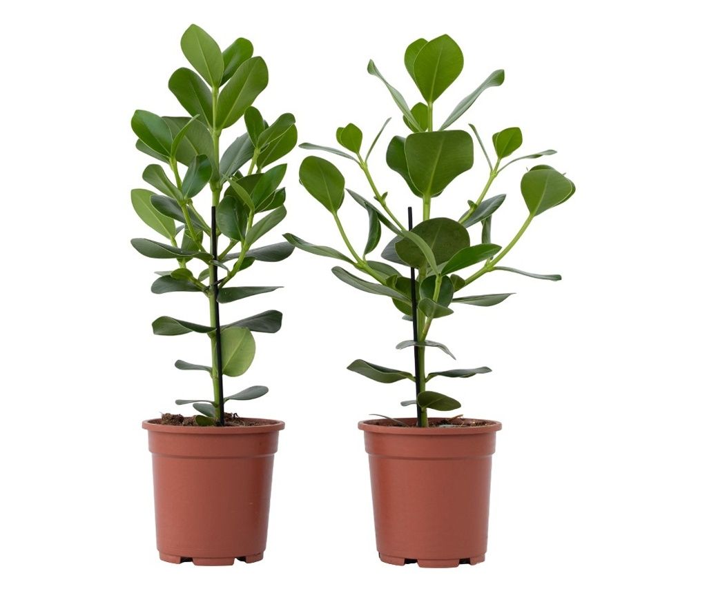 Kluzija - 2 kom. - Clusia rosea 'Princess' - Visina 50-60cm - ⌀17cm