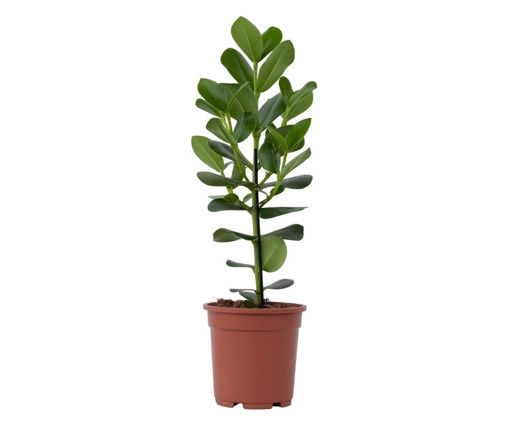 Clusia major - Clusia rosea 'Princess' - Înălţime 50-60cm - ⌀17cm