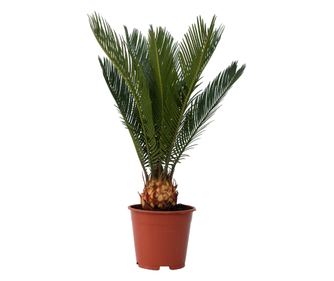 Cikas palma - Cycas revoluta - Višina 45-60cm - ⌀15cm