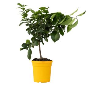 Limona - Citrus limon - Višina 60-70cm - ⌀19cm