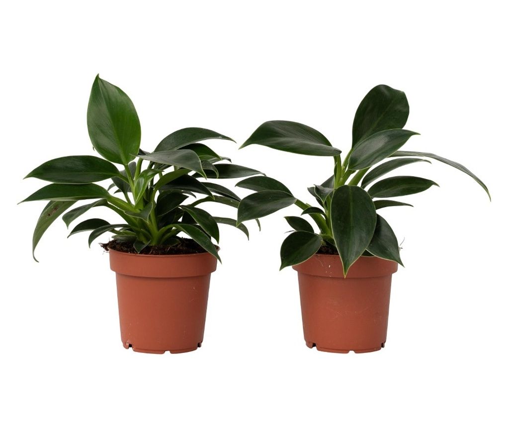 Filodendron - 2 kom. - Philodendron 'Green Princess' - Visina 20-30cm - ⌀12cm