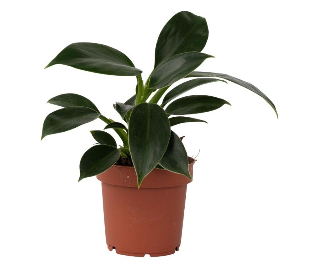 Filodendron - Philodendron 'Green Princess' - Visina 20-30cm - ⌀12cm