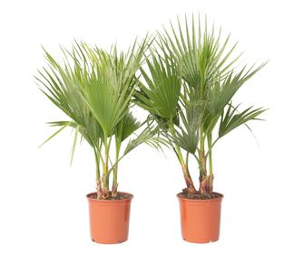 Palmier Washingtonia - 2 buc - Washingtonia robusta - Înălţime 70-90cm - ⌀21cm