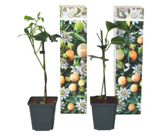 Pasijonka - 3 kos - Passiflora edulis 'Frederick' - Višina 25-40cm - ⌀9cm