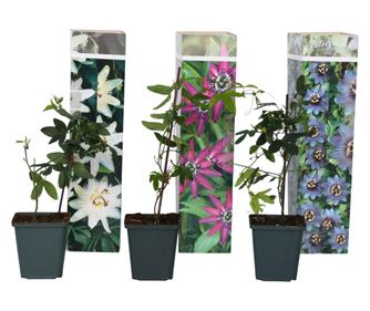 Pasijonka - 3 kos - Passiflora hybridum - Višina 25-40cm - ⌀9cm