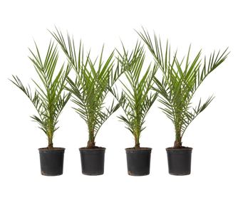 Palmierul Curmal - 4 buc - Phoenix canariensis - Înălţime 50-60cm - ⌀15cm