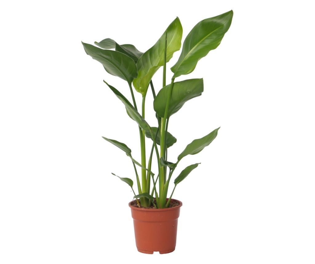 Bijela strelicija - Strelitzia nicolai - Visina 55-70cm - ⌀17cm