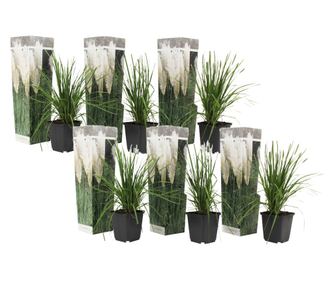 Pampaška trava - 6 kos - Cortaderia selloana - Višina 25-40cm - ⌀9cm