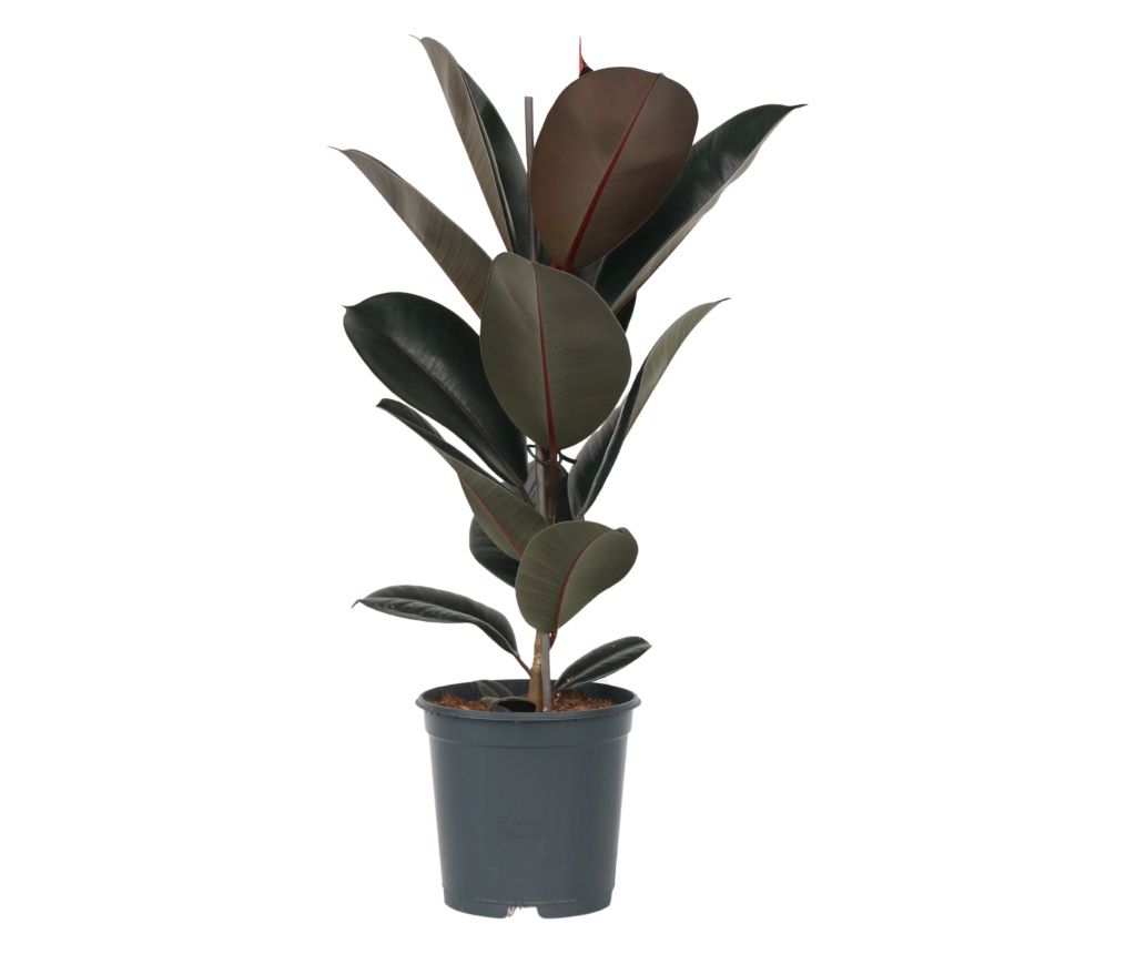 Fikus gumijevac - Ficus Elastica 'Abidjan' - Visina 75-100cm - ⌀24cm
