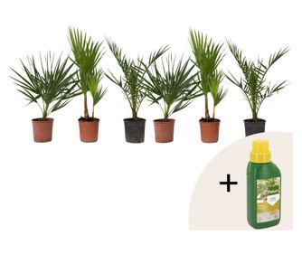 Vrtne palme - 6 kos - Phoenix,Chamaerops,Washingtonia - Višina 50-70cm - ⌀15cm