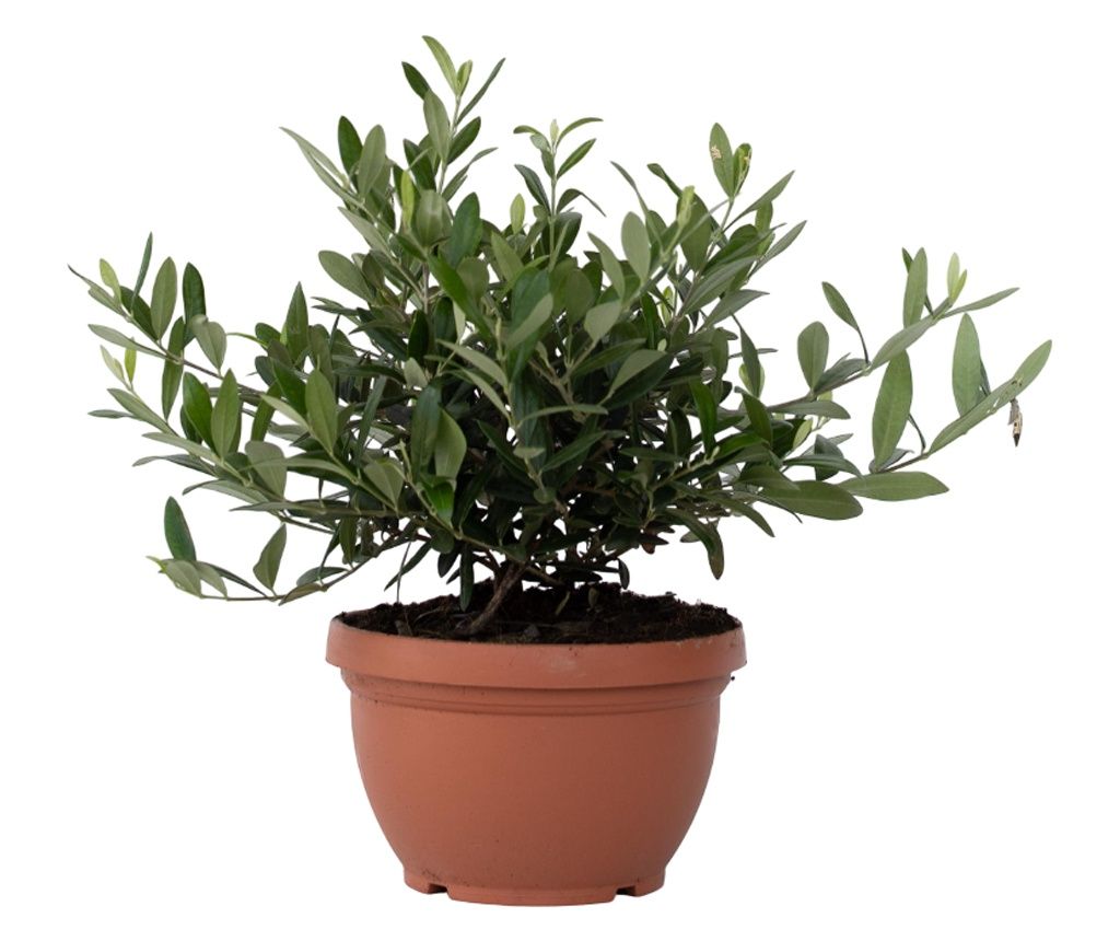 Olajfa - Olea europaea - 30-40cm magas - ⌀21cm
