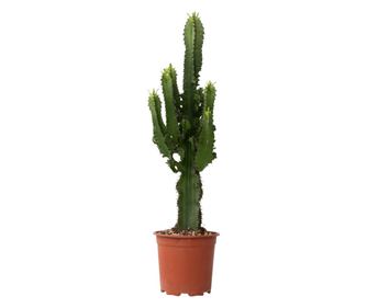 Kaktus kandelabra - Euphorbia ingens - Višina 50-60cm - ⌀17cm