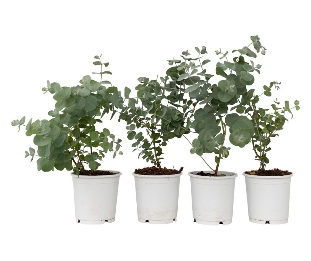 Eukaliptus - 4 kom. - Eucalyptus 'Pulverulenta' - Visina 25-40cm - ⌀12cm